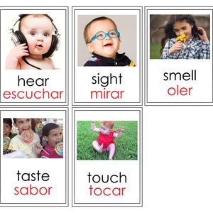 Cartes Flash Five Senses/Téléchargeables/Ressources pour les enseignants
