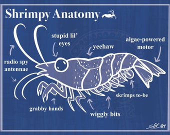 shrimp anatomy canvas print high quality photo print