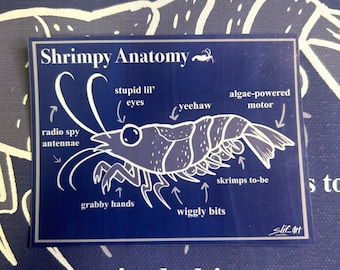 shrimpy anatomy vinyl sticker print laptop decal