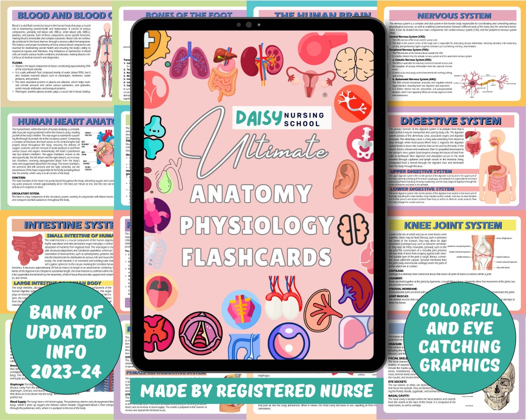 Anatomy Physiology Flashcards Anatomy Flashcards (Download Now) - Etsy