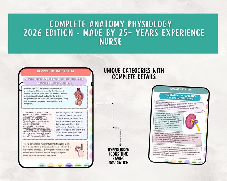 Anatomy & Physiology Study Guide, Upgraded, Hyperlinked Nursing Notes Bundle (Digital Download) image 11
