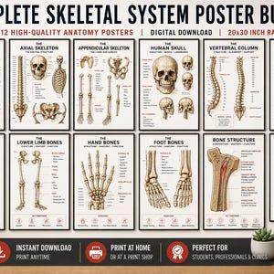Complete Musculoskeletal System Poster Bundle | Human Anatomy Wall Art | Bones Study Guide | Medical Student Printable  Digital Download