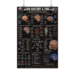Brain Anatomy & Function Satin Poster | Neuroanatomy Educational Chart