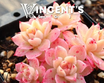 Pink Succulent Seeds / Rare Succulents Echeveria Hybrid Seeds / Glazed Candy-like