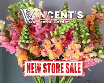 Snapdragon 50-2000 seeds /Antirrhinum / Rocket flower /Magic carpet /Gorgeous lady /Mixed colors