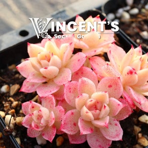 Pink Succulent Seeds / Rare Succulents Echeveria Hybrid Seeds / Glazed Candy-like