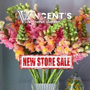Snapdragon 50 seeds /Antirrhinum / Rocket flower /Magic carpet /Gorgeous lady /Mixed colors