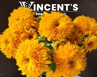 Sunflower SEEDS | Teddy Bear | Fluffy Sunflower for gardens and cut flowers