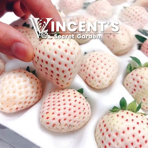 Pineberry seeds, White Strawberry, Pineapple strawberry seed for planting, Pretreated image 4