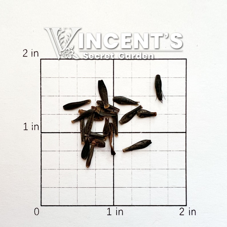 May include: A close-up of a pile of dark brown seeds on a white gridded surface with measurements in inches. The seeds are about 1.2 cm long and are scattered randomly on the surface. The text "Vincent's Secret Garden" is visible in the top center of the image.