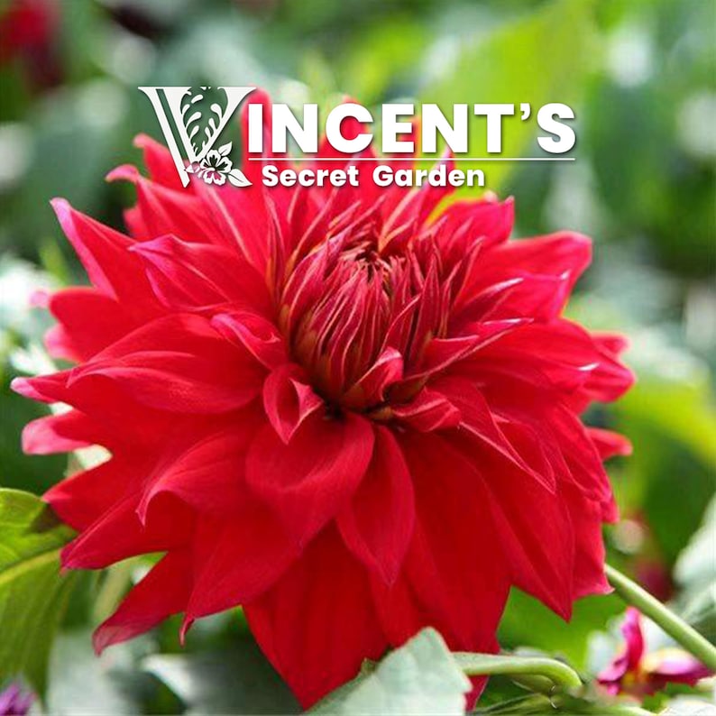 May include: A vibrant red dahlia flower with a deep red centre, blooming in a garden setting. The flower has many petals and a layered appearance.