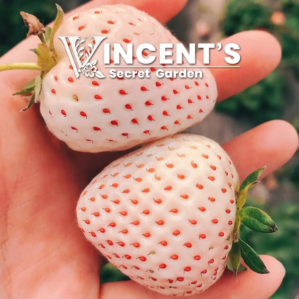 Pineberry seeds | White Strawberry | Pineapple strawberry seed Vernalized
