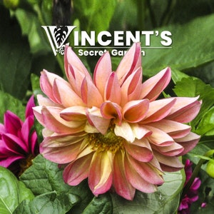 May include: A close-up of a pink and yellow dahlia flower with a soft, delicate texture. The flower is in full bloom and has many petals. The background is blurred and out of focus, with green leaves and other flowers visible.