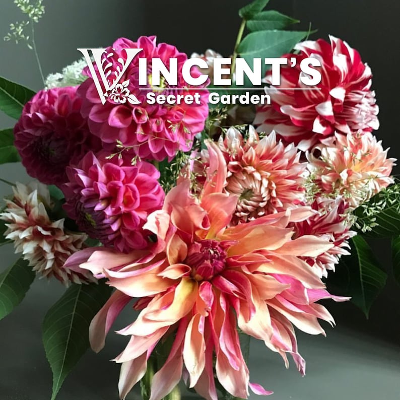 May include: A bouquet of pink, white and red dahlias with the text "Vincent's Secret Garden" in white lettering.