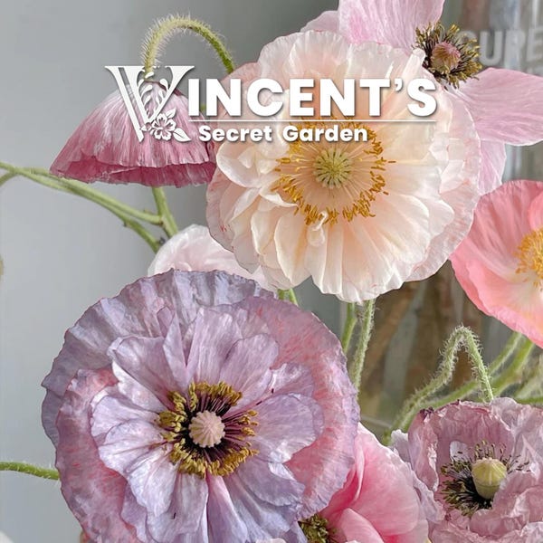 Poppy Shirley Seeds Mix | 50-1000 seeds