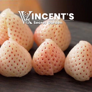 Pineberry seeds, White Strawberry, Pineapple strawberry seed for planting, Pretreated image 2