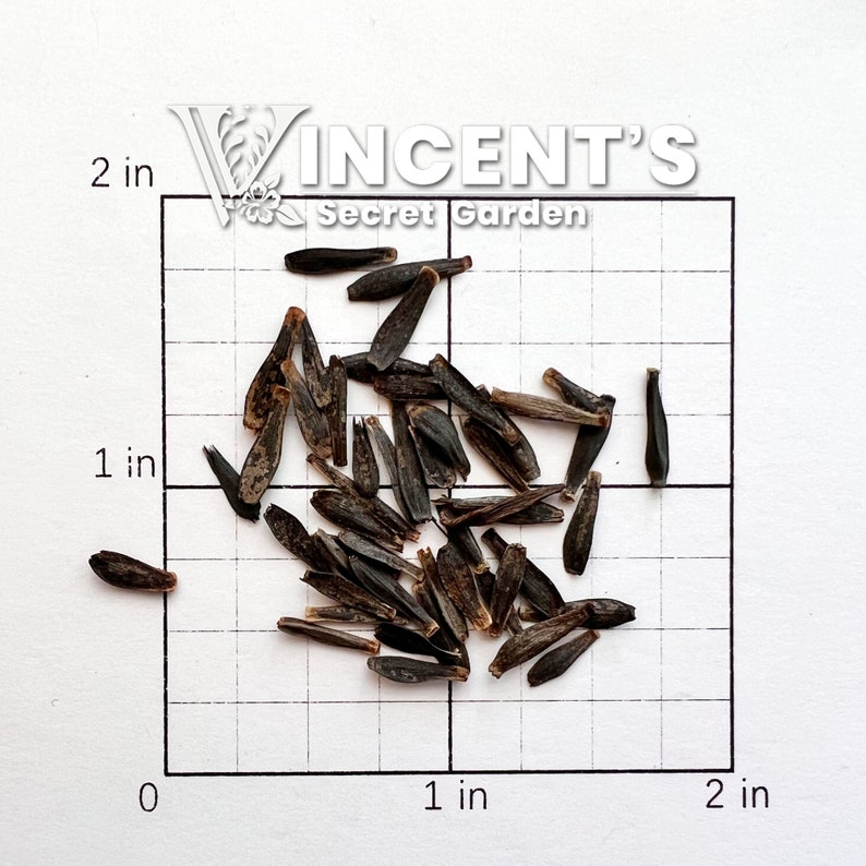 May include: A close-up of a pile of dark brown seeds on a white gridded surface with measurements in inches. The seeds are approximately 1/2 inch long and are scattered randomly on the surface. The text "Vincent's Secret Garden" is visible in the top right corner of the image.