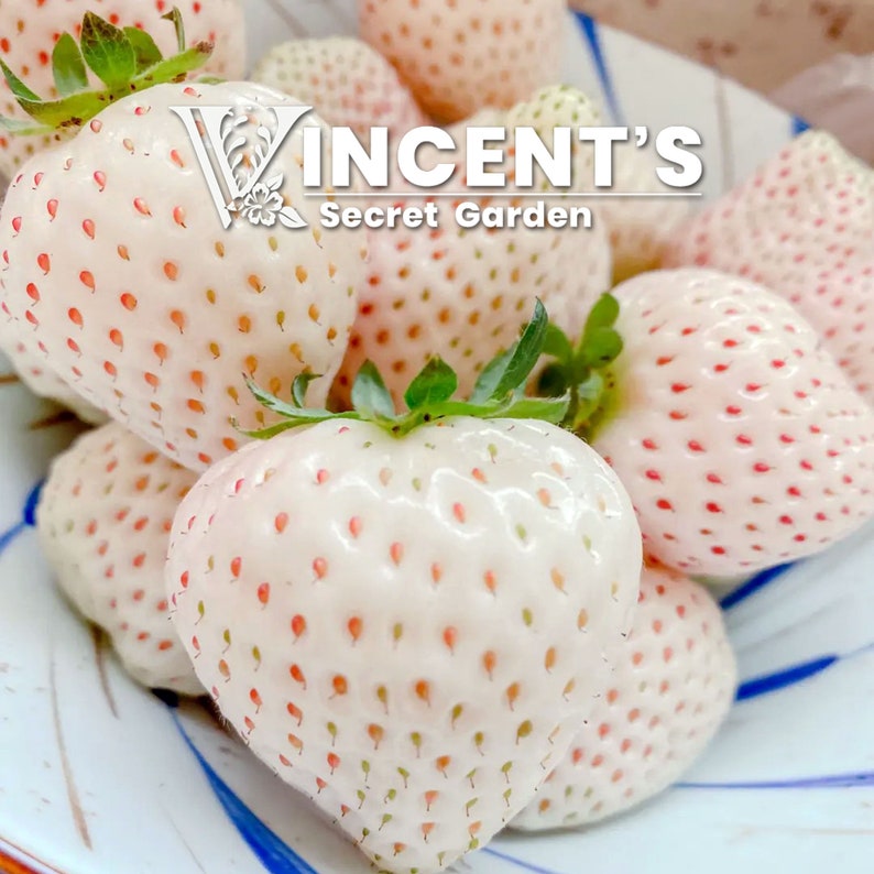 Pineberry seeds, White Strawberry, Pineapple strawberry seed for planting, Pretreated image 3