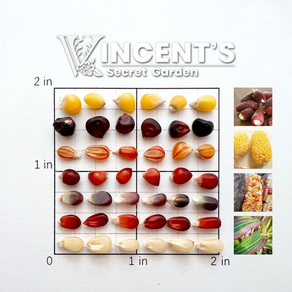 Rare Corn Seeds Combo: Strawberry corn, Pineapple corn, Striped corn, Variegated corn. Heirloom mini popcorn plant seeds.