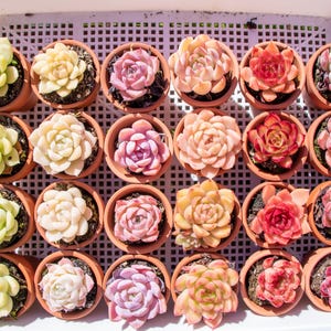 May include: A collection of small potted succulents in various colors, including green, yellow, pink, and red. The plants are arranged in a white plastic tray with a grid pattern. The pots are made of terracotta.