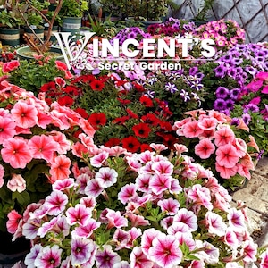 Petunia Mixed Colors 30-2000 seeds.