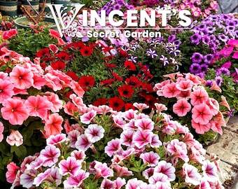 Petunia Mixed Colors 500 seeds.