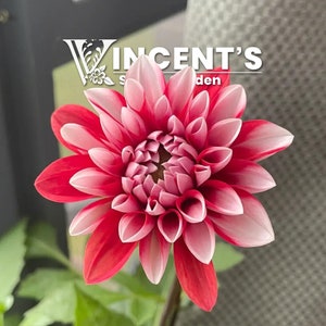Dahlia Double Mix SEEDS / Heirloom easy in gardens for cutting decoration