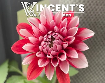 Dahlia Double Mix SEEDS / Heirloom easy in gardens for cutting decoration