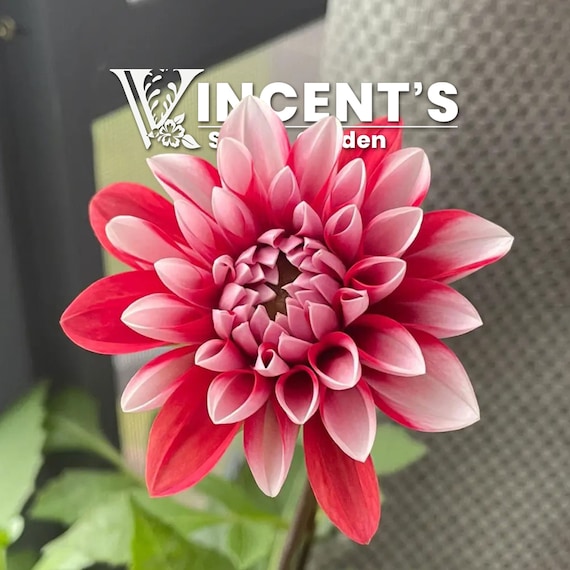 Dahlia Double Mix SEEDS / Heirloom easy in gardens for cutting decoration