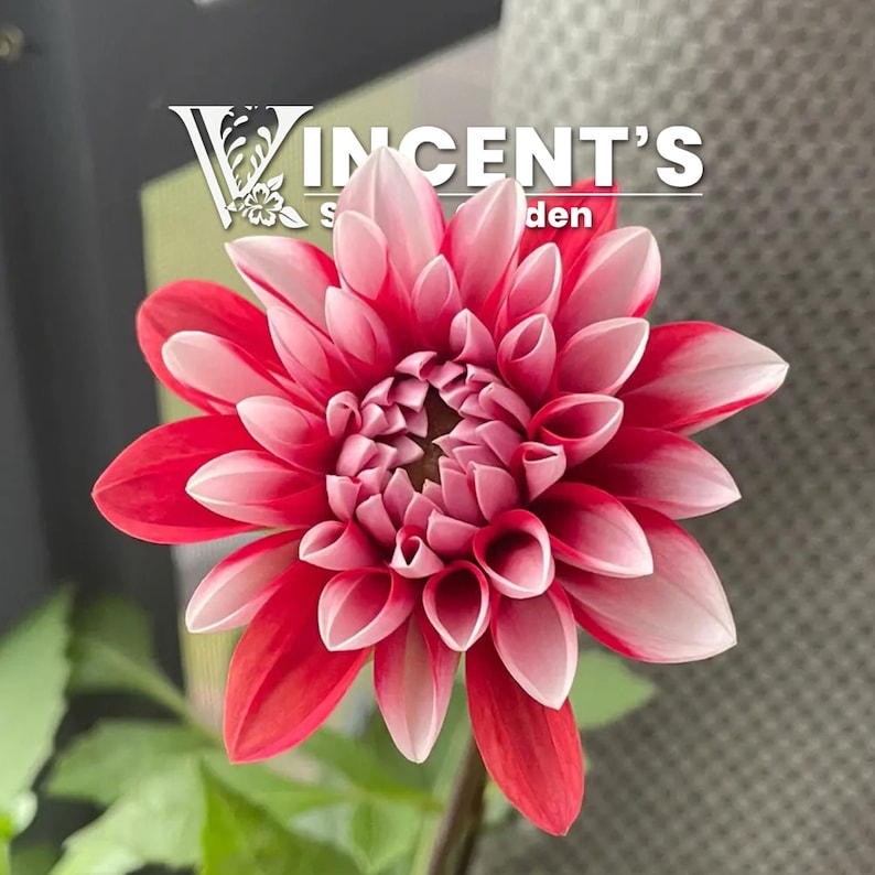 May include: A close-up of a pink and red dahlia flower with white tips on the petals. The flower is in focus and the background is blurred. The text "Vincent's Garden" is visible in the top left corner of the image.