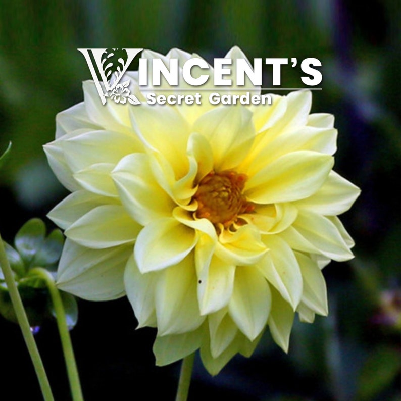 May include: A pale yellow dahlia flower with a yellow centre. The flower is in full bloom and has many petals. The flower is in focus and the background is blurred.