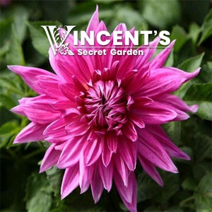 May include: A vibrant pink dahlia flower with a multi-layered centre, surrounded by lush green foliage. The flower is in full bloom, showcasing its delicate petals and intricate details. The image includes the text "Vincent's Secret Garden".