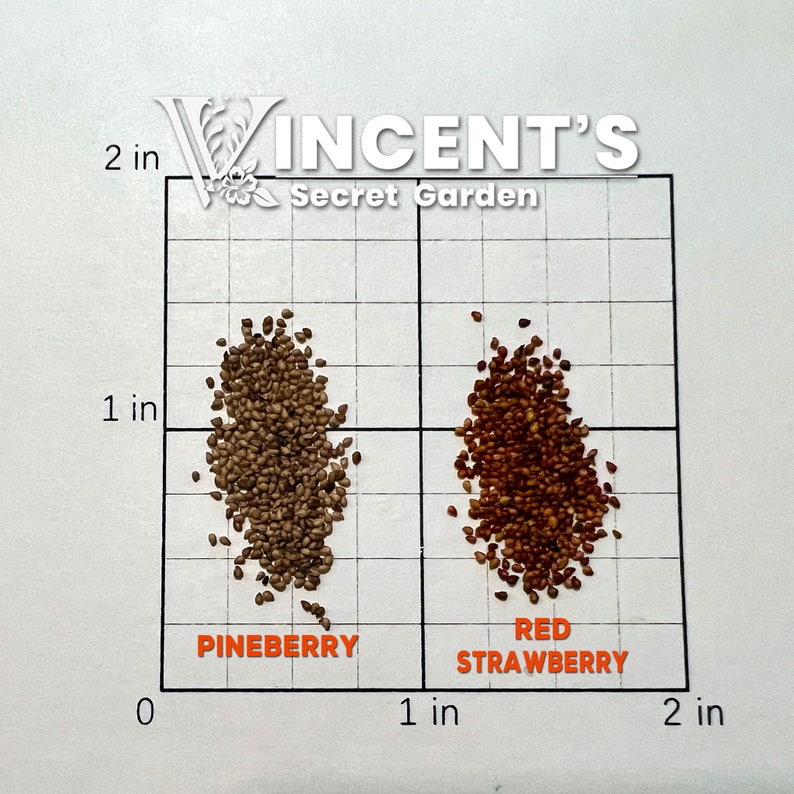 Pineberry seeds, White Strawberry, Pineapple strawberry seed for planting, Pretreated Red Strwaberry Seeds