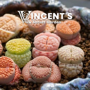 May include: A close-up of a group of small, colorful succulent plants with a variety of textures and patterns. The plants are arranged in a pot with brown soil. The text "Vincent's Secret Garden" is visible in the top center of the image.