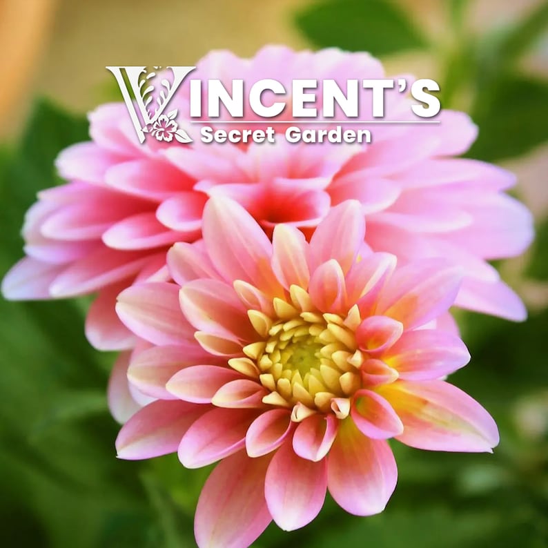 May include: Two pink dahlia flowers with yellow centres. The flowers are in focus and the background is blurred. The text "Vincent's Secret Garden" is visible in the top centre of the image.