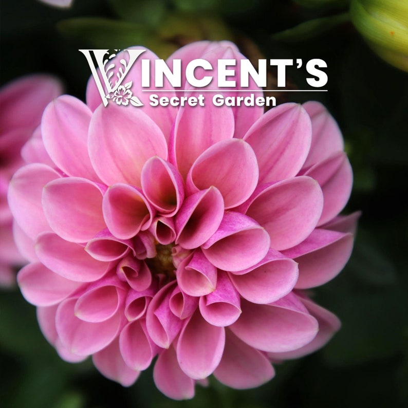 May include: A close-up of a pink dahlia flower with many petals. The flower is in focus, and the background is blurred.