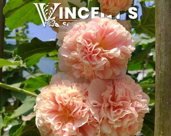 Hollyhock 10-200 SEEDS / Alcea rosea Linnaeus