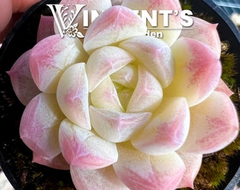 Succulent Seeds White Peach | Echeveria Hybrid | Rare Succulent seeds | 白桃汽水