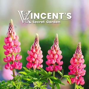 Lupine Seeds / Perennial heirloom