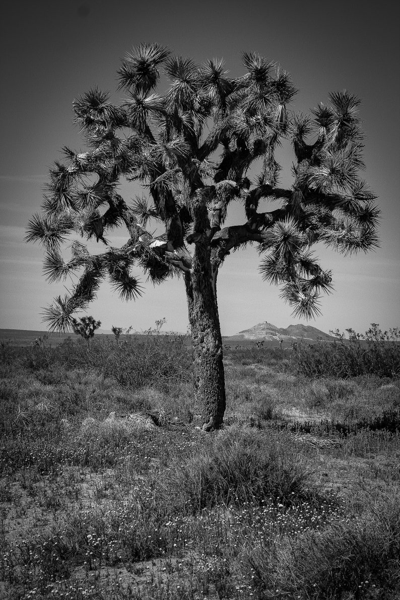Joshua Tree at Joshua Tree National Park - Etsy