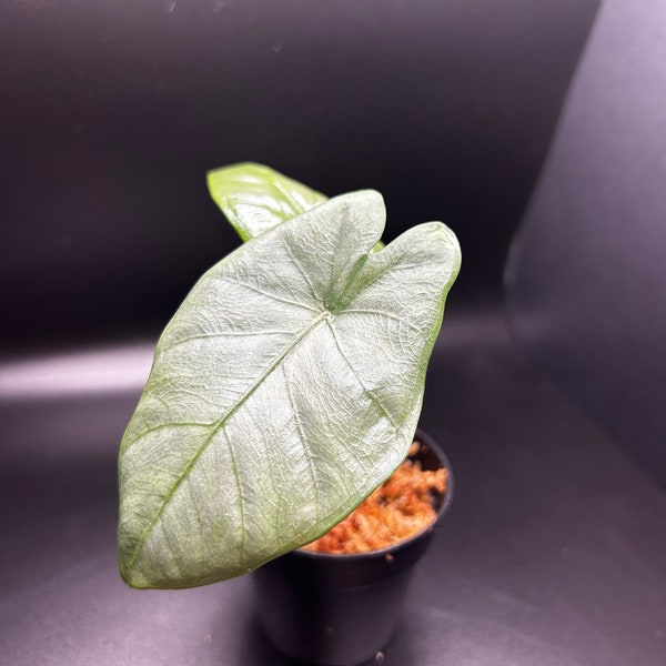 Alocasia Heterophylla ‘Corazon’ Starter Plant