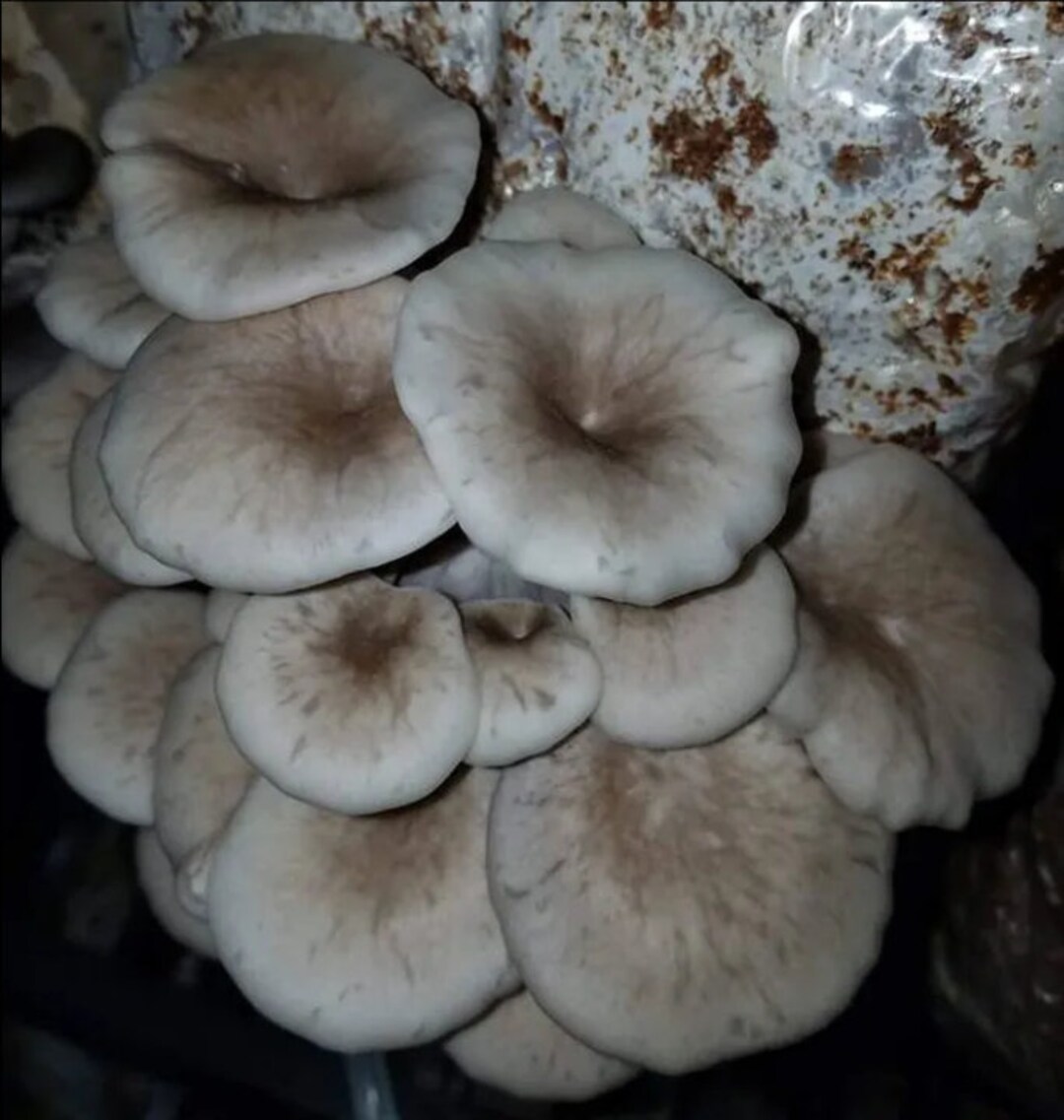 Tarragon Oyster Liquid Culture pleurotus Euosmus 10cc mushroom Seeds