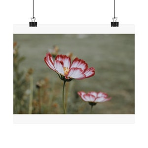 Cosmos Flower - Matte Poster