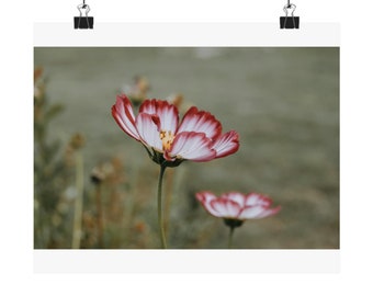 Peut inclure: Une seule fleur de cosmos blanche et rouge avec un centre jaune fleurit dans un champ d'herbe verte.