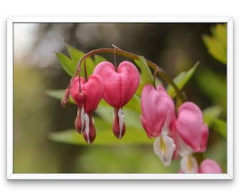 Bleeding Hearts #2