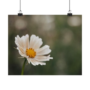 Blooming Apricot Cosmos - Matte Poster