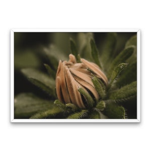Black-eyed Susan