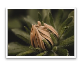 Black-eyed Susan