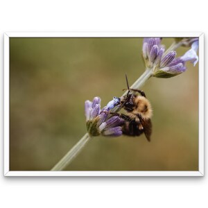 Bumblebee and Lavender #2