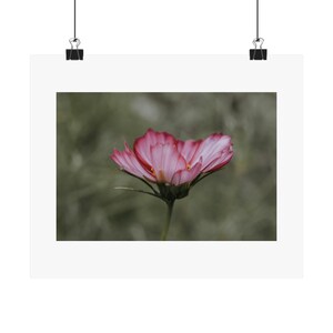 Blooming Cosmos - Matte Poster